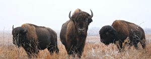 POSTOAK Lodge is the Gateway to Osage County